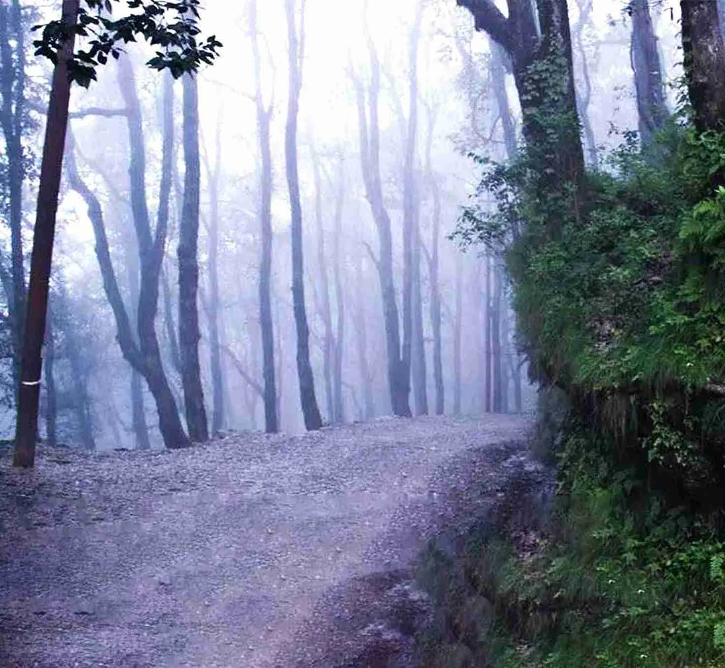 Pangot and Kilbury Bird Sanctuary-Best Places to Visit in Nainital-thelakehill.com